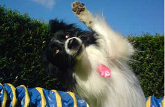 Adestramento Facil - Foto 1