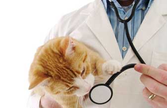Clínica Veterinária Vet Vilas Boas - Foto 1