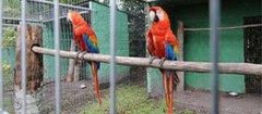 criadores-de-animais-francisco-morato-1498782849
