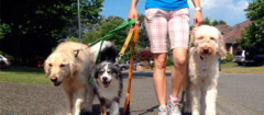 dog-walker-francisco-morato-1498836168