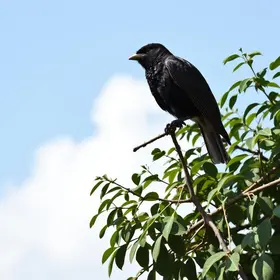 Pardal